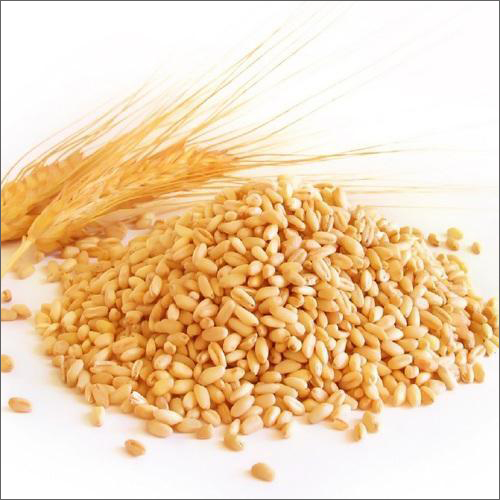 Premium Wheat Grains - Organic, High-Grade, Natural Color | 100% Pure Soft Grains for Enhanced Digestion and Metabolism