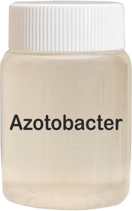 Azotobacter Bio Fertilizer - Liquid Organic Fertilizer | Enhances Nutrient Availability, Utilizes Living Microorganisms for Optimal Plant Growth