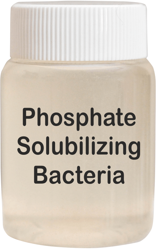 Phosphate Solubilizing Bacteria - Liquid Organic Fertilizer for Enhanced Crop Growth | Vital Microorganisms for Phosphorus Availability