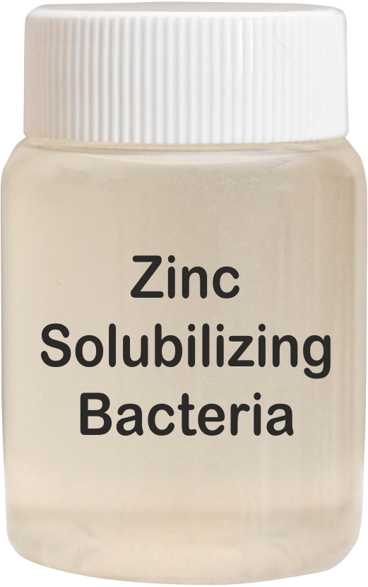 Zinc Solubilizing Bacteria