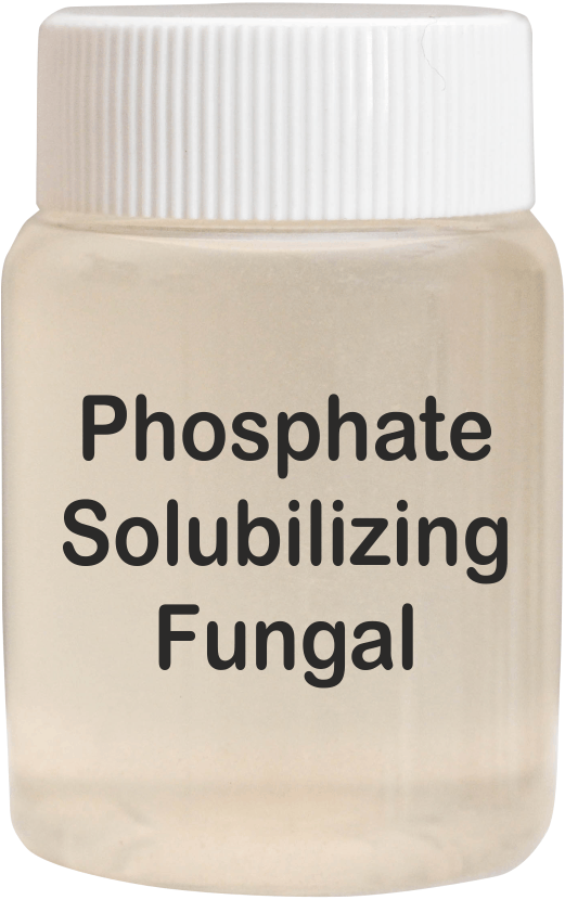 Phosphate Solubilizing Fungal - Application: Agriculture