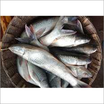 1000 GM Mosu-Mrigul Fish - Fresh, 1.0-1.19 Kg Weight | Other Variety, Perfect for Culinary Delights and Gourmet Seafood Dishes