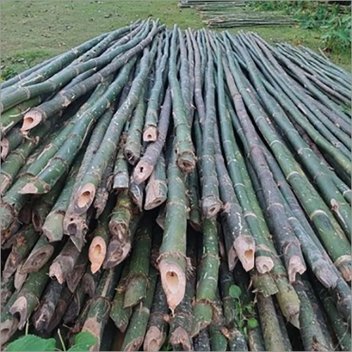 24 Feet Bullet Bamboo Pole - Color: Natural Yellow-Green