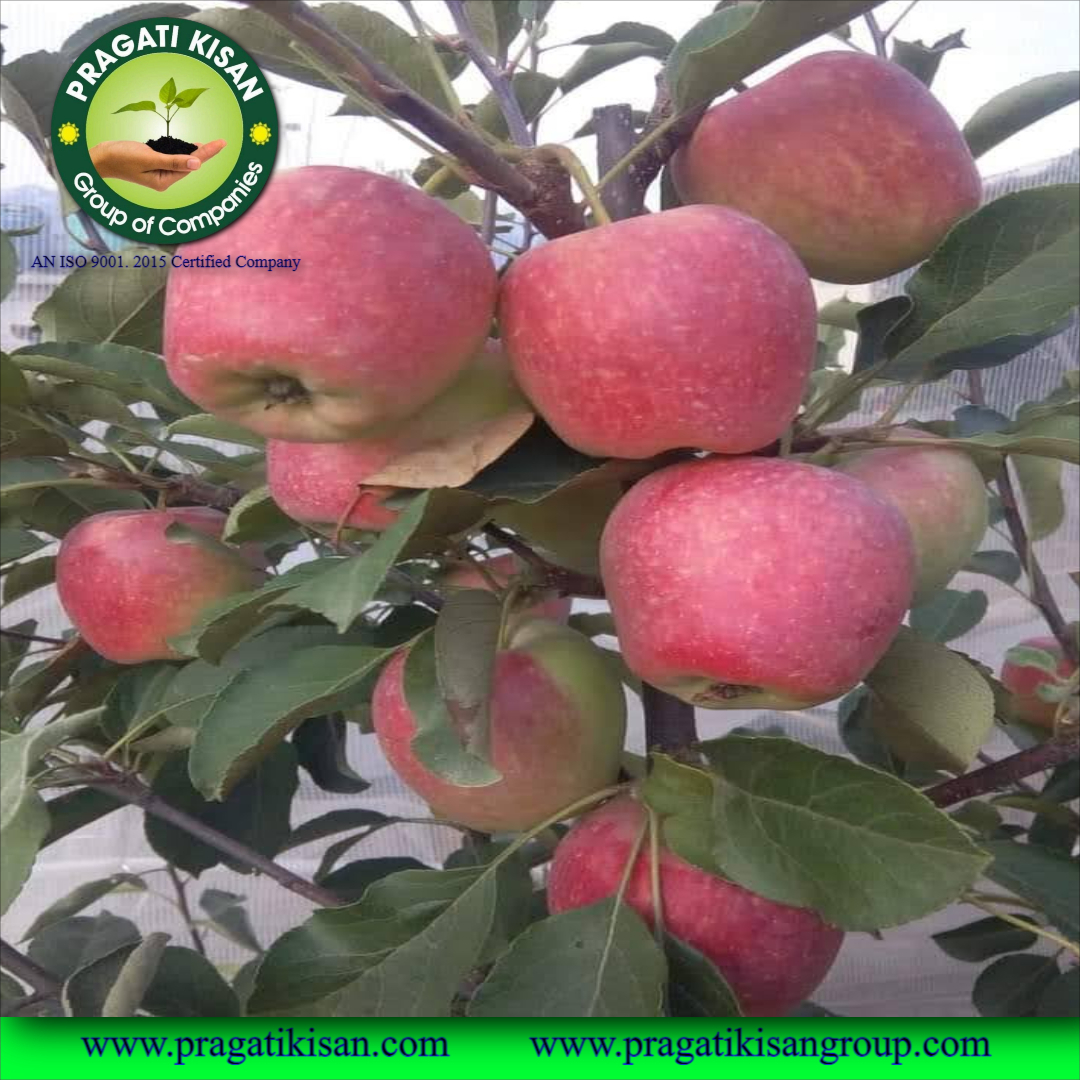 Green Apple Hrmn 99 Plants