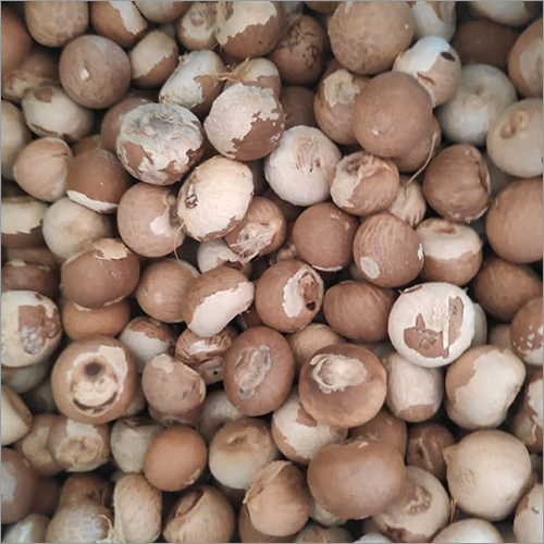 Betel Nut