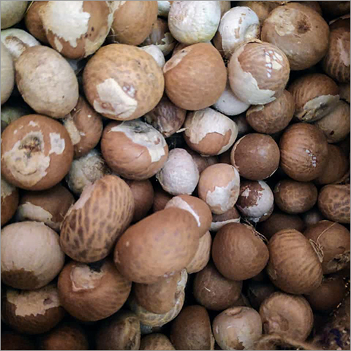 Betel Nut