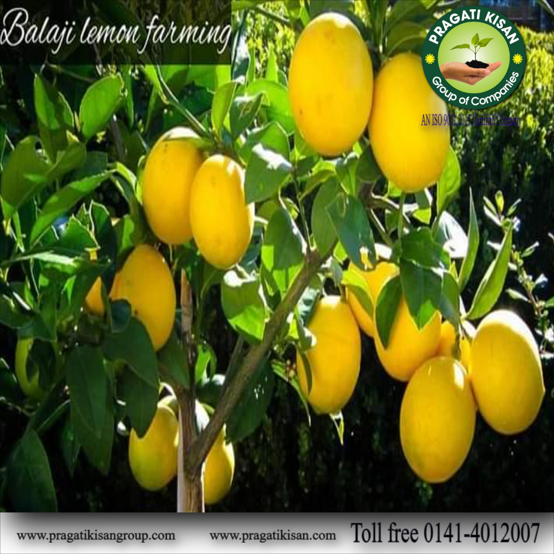 Green Sweet Lemon Plants