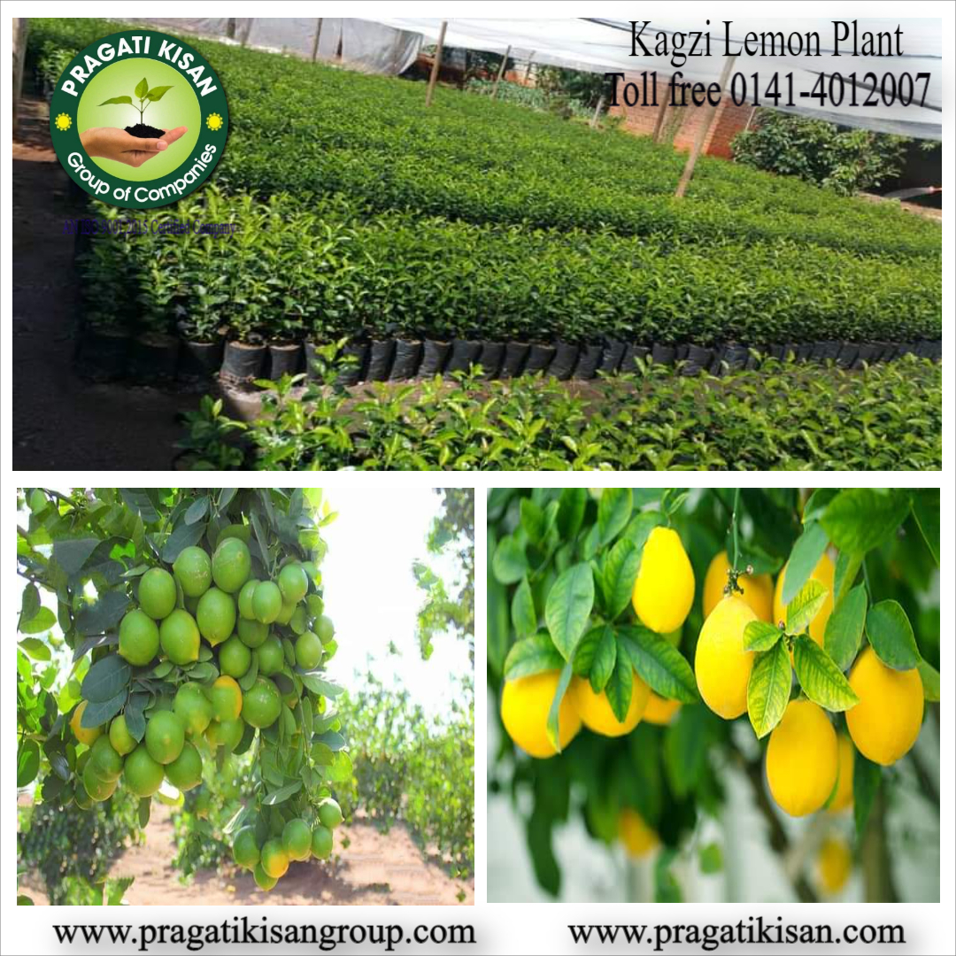 Green Sweet Lemon Plants