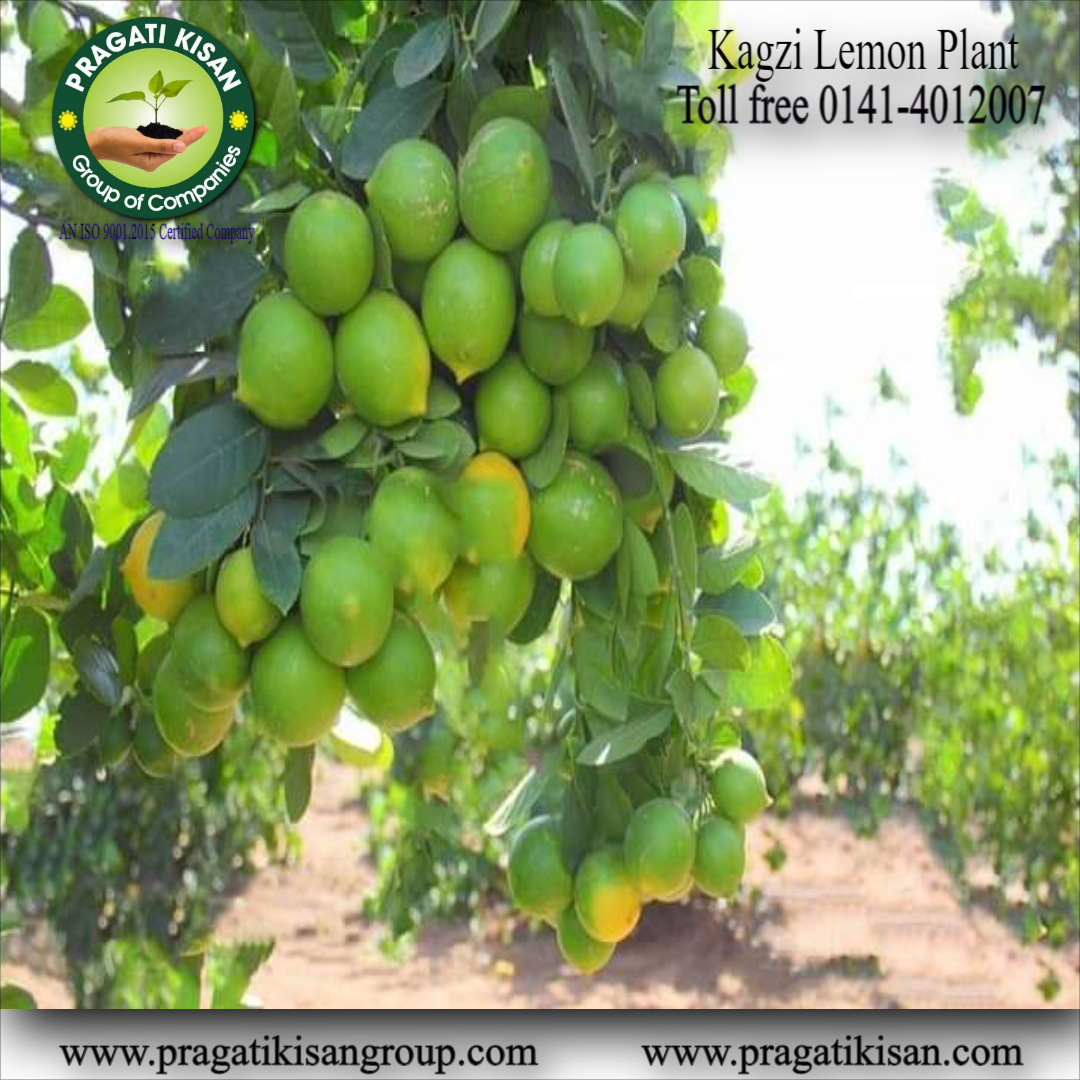 Green Sweet Lemon Plants