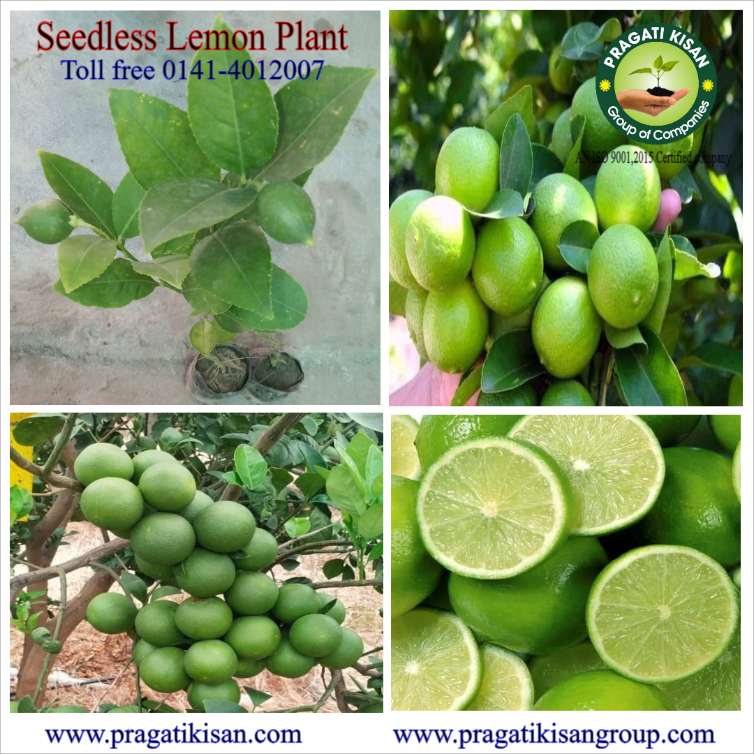 Green Sweet Lemon Plants