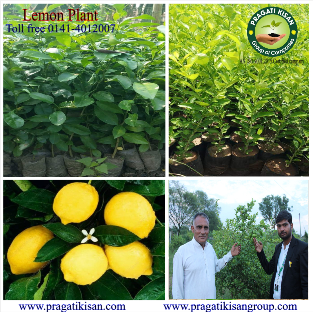 Green Sweet Lemon Plants