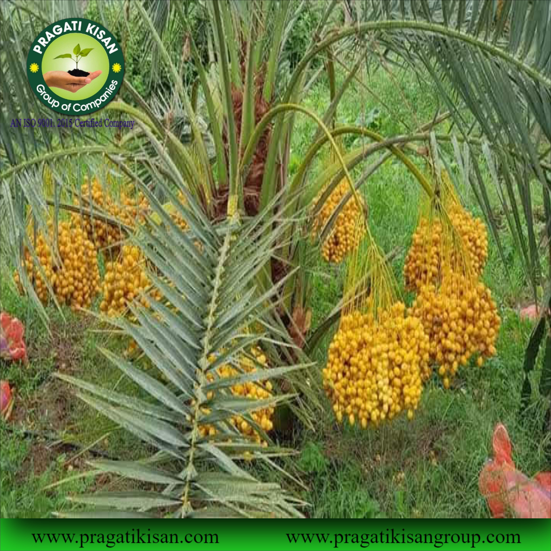 Green Khajoor Plants