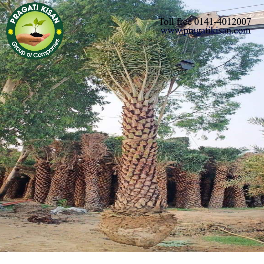 Green Khajoor Plants