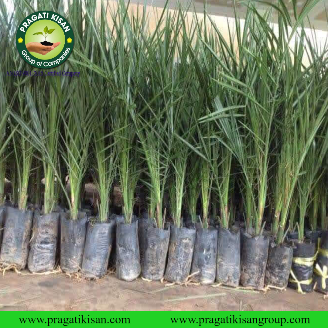 Green Khajoor Plants