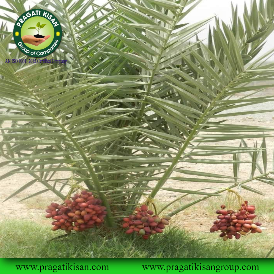 Green Khajoor Plants