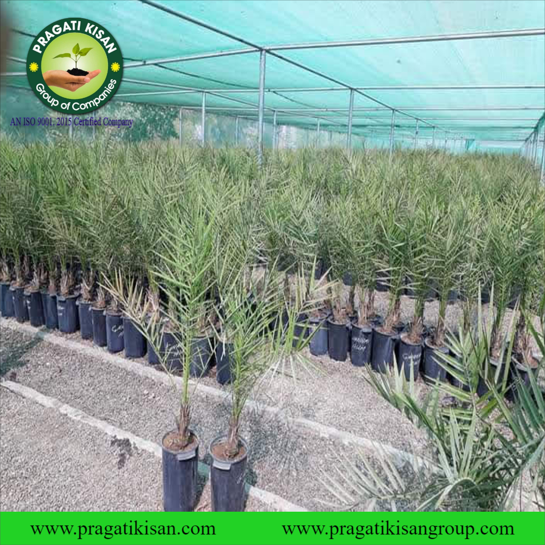 Green Khajoor Plants