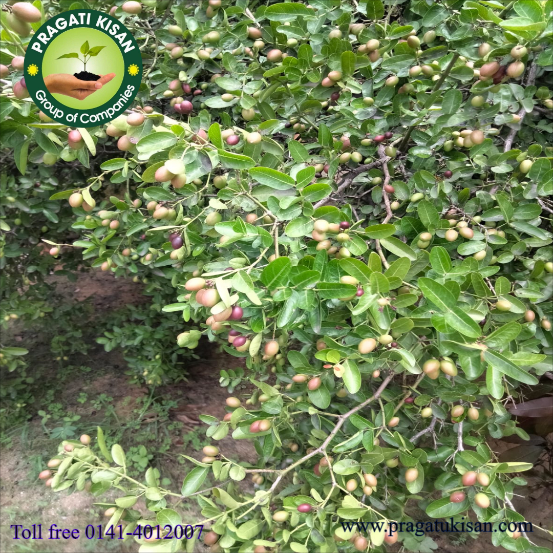 Green Pragati Kerunda Plants
