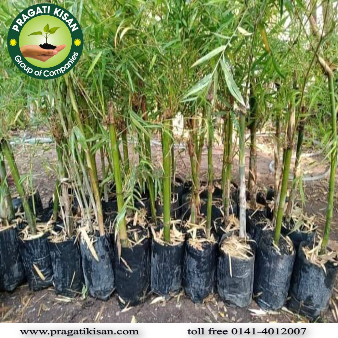 Green Pragati Kerunda Plants