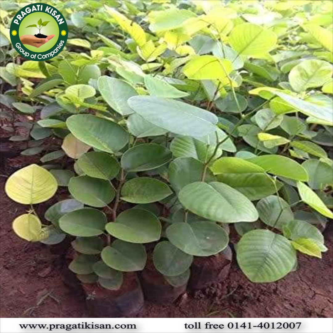 Green Pragati Kerunda Plants