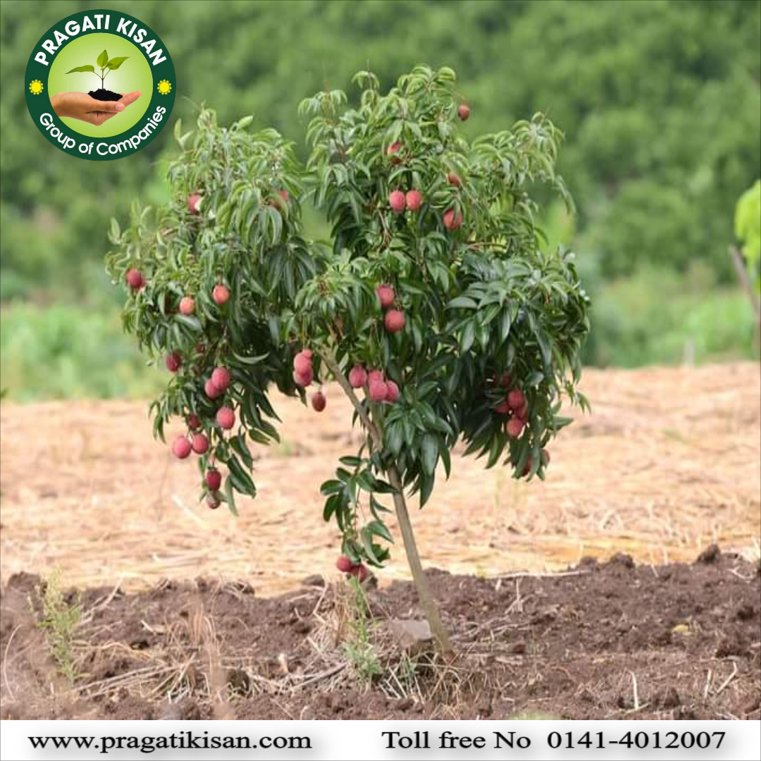 Green Pragati Kerunda Plants