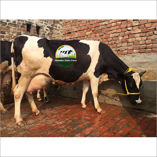Holstein Friesian Cow - 500-700 kg, 1.4-1.5 m Height | High Milk Yield, Disease Resistant, Healthy Growth, Good Temperament, Easy to Manage