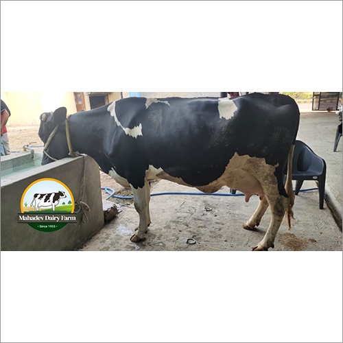 पशुधन एचएफ काउ