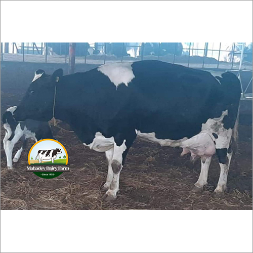 कर्नाटक में होल्स्टीन फ्राइज़ियन टॉप एचएफ गाय सप्लायर