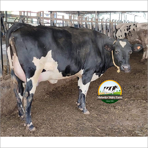 Hf Breed Cow