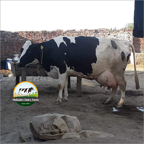 Hf Breed Cow