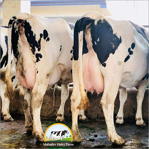 Hf Breed Cow