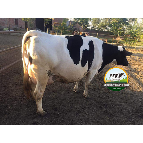 Holstein Friesian High Yield Hf Cow