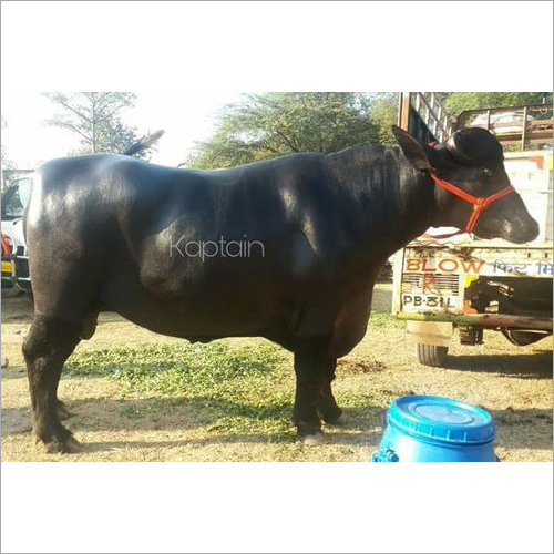 Murrah Bulbul Bull