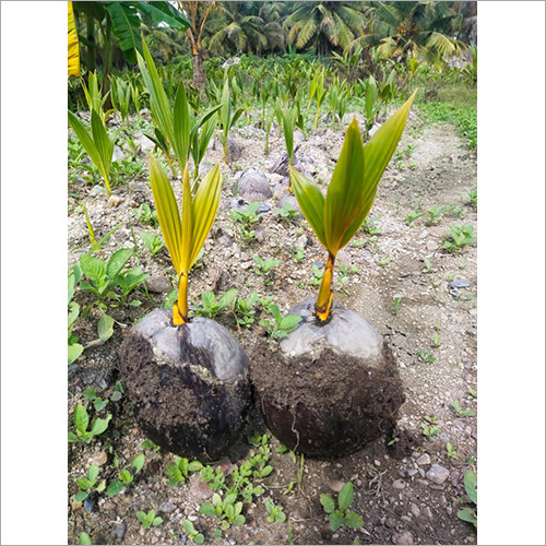 हाइब्रिड कोकोनट मॉड प्लांट