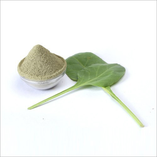 Palak Powder - 500 gm to 20 Kg | Green Color, Smooth Powder Form, Shelf Life 3 Months, Adds Nutritious Spinach Flavor to Dishes