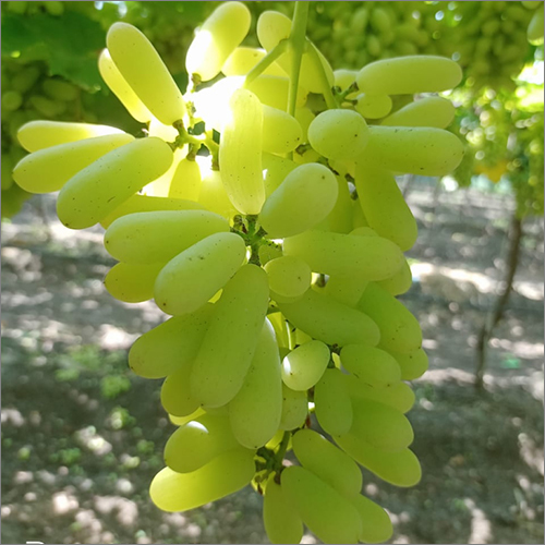 Fresh Grapes - Organic Natural Size, Green Color, Premium Quality Fresh Variety