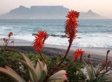Cape aloe extract (Aloe ferox Miller extract)