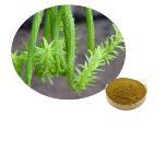 Lycopodium extract (lycopodium clavatum extract)