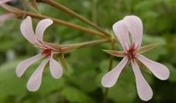 White Pelargonium Extract