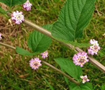 Green Lippia Alba Extract