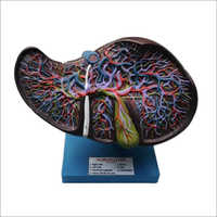 Liver Models