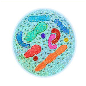 लैक्टोबैसिलस एसिडोफिलस पाउडर सामग्री: समाधान यौगिक