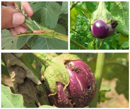 Brinjal Fruit And Shoot Borer Leucin Lure Funnel Trap Application: Agriculture
