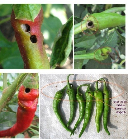 Chilli Borer Helico Lure Funnel Trap Application: Agriculture