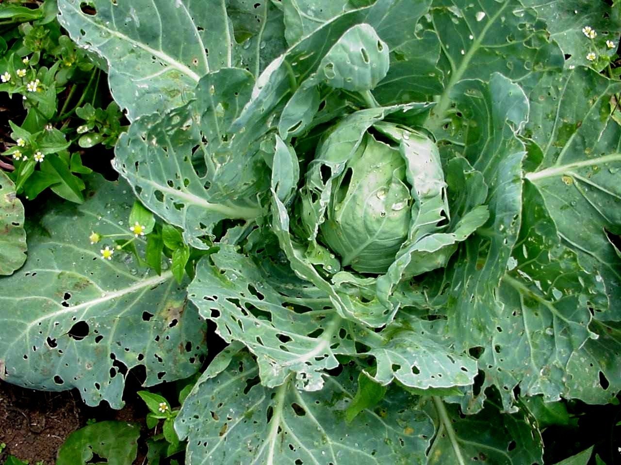 Cabbage-dbm-plutella Lure-funnel Trap