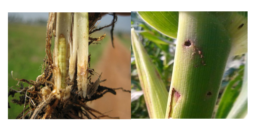 Rice Stem Borer-scirpo Lure-funnel Trap