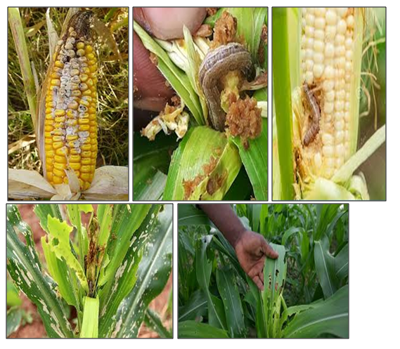 Maize -Faw- Lure-funnel Trap Application: Agriculture