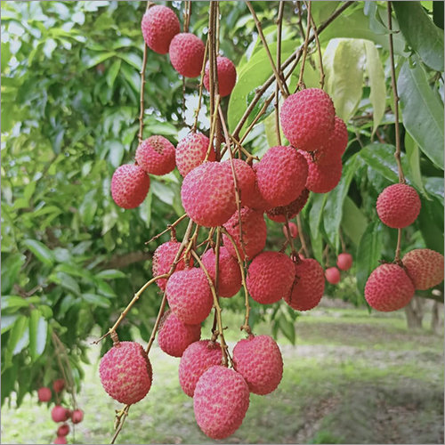 लाल प्राकृतिक लीची