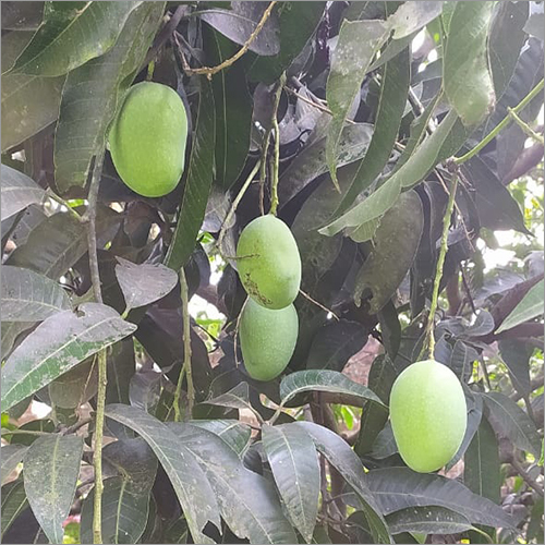 Raw Mango - Green Sour Variety | Unripe Mango With Distinct Tart Flavor, Perfect For Culinary Uses