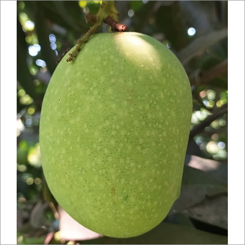 Raw Mango - Green Sour Variety | Unripe Mango With Distinct Tart Flavor, Perfect For Culinary Uses