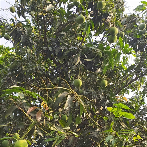 Raw Mango - Green Sour Variety | Unripe Mango With Distinct Tart Flavor, Perfect For Culinary Uses